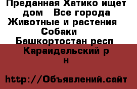 Преданная Хатико ищет дом - Все города Животные и растения » Собаки   . Башкортостан респ.,Караидельский р-н